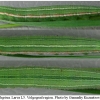 hyp lupina larva5 volg2